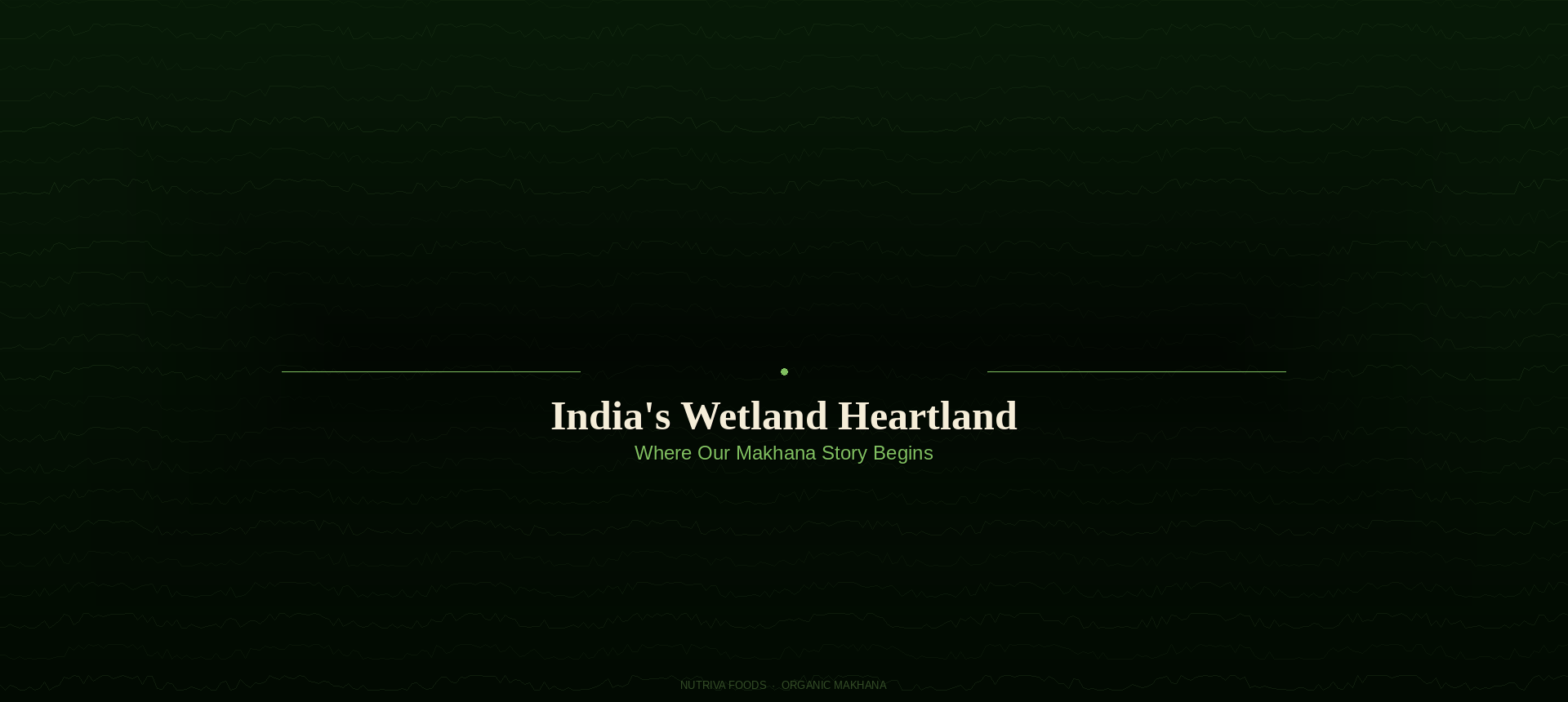 India's freshwater wetlands at dawn — origin of Nutriva Foods Makhana